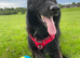 BEAR Male Black GSD **STUD ONLY ** Stoke-on-Trent **