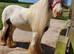 15hh cob gelding