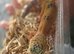 Lepord geko