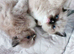 RAGDOLL KINGS