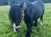 6 Year Old 12.2hh Cob Stallion