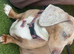 Beautiful Home-Raised Dachshund Puppies – Ready Now