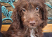Chocolate with white F1 cockapoo puppy