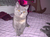 Two Bsh little girls one grey one grey/cream