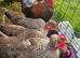 Female Olive Egger Chicks Mint Choc Chip Bellecross Belles