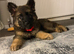 Male German shepherd puppy