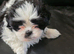 4 lahasa apso for sale