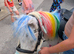 Spotted Shetland Pony