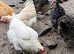 Chickens
