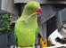 Baby Green ringneck parrot