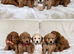 Waiting List - Small Mini Goldendoodle Pups due 3 Nov