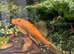 Super red BN pleco breeding pair