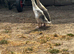 2 Indian runner ducklings
