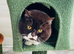 URGENT REHOME GCCF STUD SALE :  TO OFFER