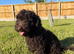 Cockapoo female fully vaccinated