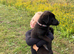 Black Labrador Bonnie