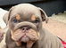 Beautiful British bulldog puppys