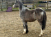 Registered welsh a fill