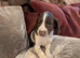 English Springer Spaniel