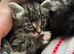 Maine coon and tabby kitten