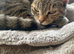 Little tabby boy