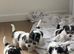 Terrier puppies