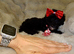 XXXS Gorgeous F1 Maltese X Tiny Toy Poodle Maltipoo Black & White Boy Puppy