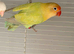 Males, females and pairs of Lovebirds