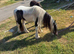 2 colt brothers