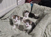 3 tabby and white kittens