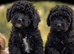 Stunning toy poodles