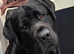 KC Registered- 22 month Old Male Labrador