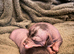 Crestepoo puppies (hairless)