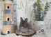 Vaccinated English Angora Babies