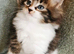 Beautiful Maine Coon Kittens