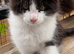 Beautiful Maine Coon Kittens