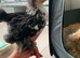 Pekin bantams for sale