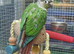 Baby Conure Parrots