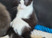 Ragdoll X