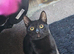 2 kittens for sale or rehoming.