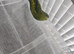 Female linnie parakeet