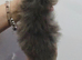 Mainecoon 1 girl left