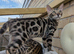 Bengal girl kitten Purebred