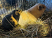 2 bonded teddy girls