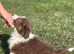 The most adorable puppies the perfect cross