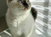 British shorthair kittens