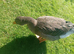 Dewlop tolouse geese 12 weeks old 1 unrelated pair