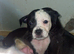 Puppies for sale