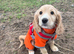 F1b cockapoo girl