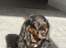2 yo Mini Long Haired Dachshund